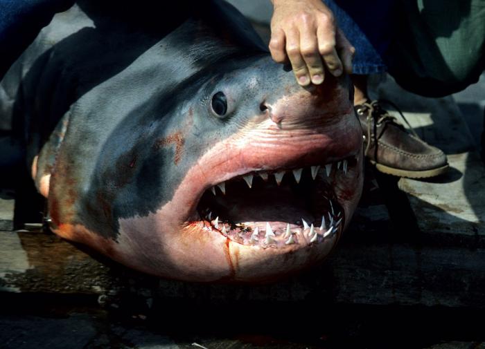Британец лишился пальцев и части ноги после нападения акулы