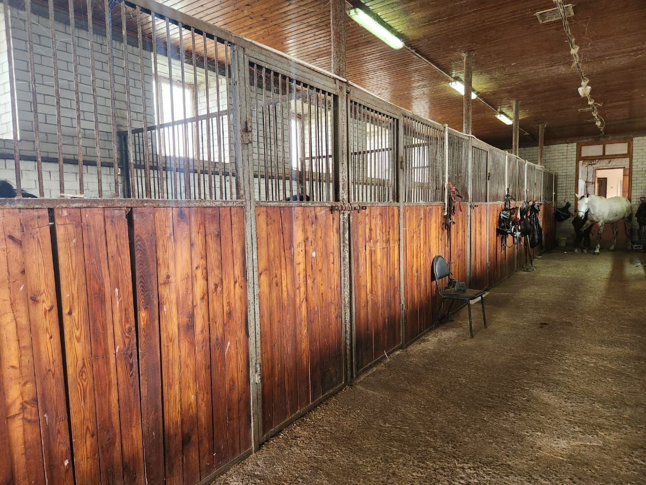 В Железноводске готовы взять на реабилитацию истощённых лошадей из хутора Конный