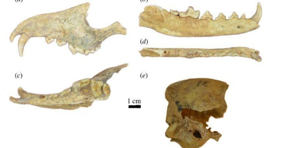 В скелете вымершего псового с патагонского погребения заподозрили останки питомца индейцев
