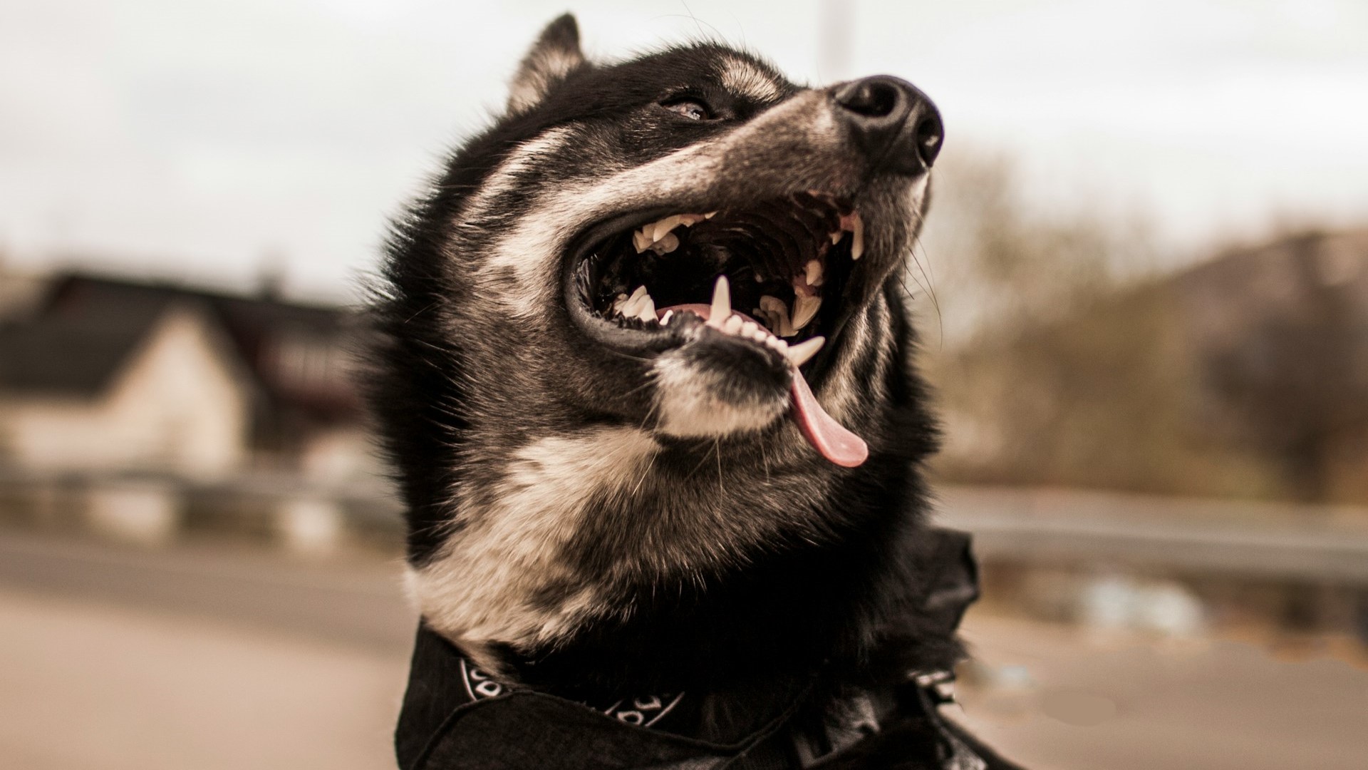 Японские ученые выяснили, почему у собак глаза карие, а у волков нет